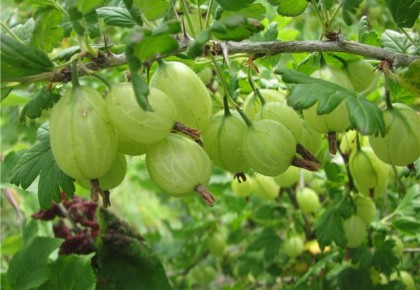 Agrastai