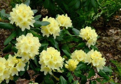 Rododendrų priežiūra