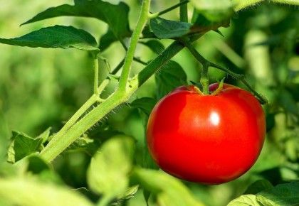 Pomidorų priežiūra