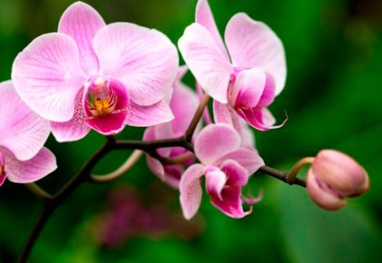 Orchidėjų priežiūra