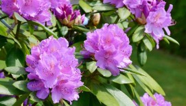 Rododendrų priežiūra