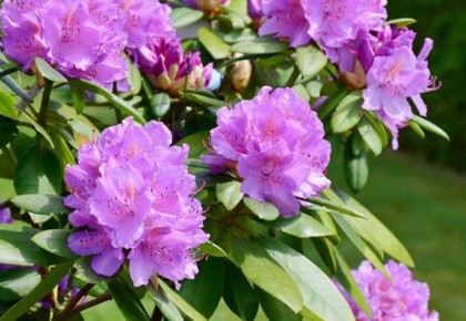 Rododendrų priežiūra