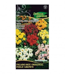 Didžiagraižis jurginas Figaro Mix Original Field Grown