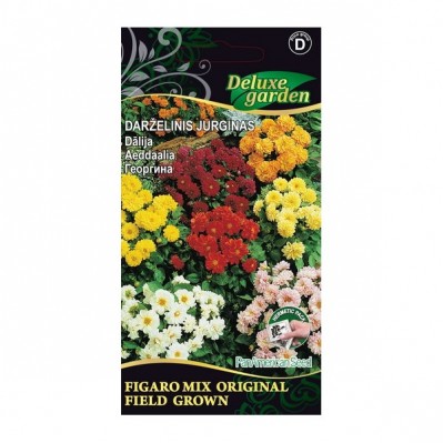 Didžiagraižis jurginas Figaro Mix Original Field Grown