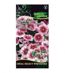 Šiurpinis gvazdikas IDEAL SELECT WHITEFIRE