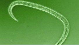 Augalų kenkėjų kontrolė nematodais
