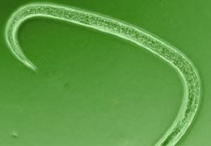 Augalų kenkėjų kontrolė nematodais